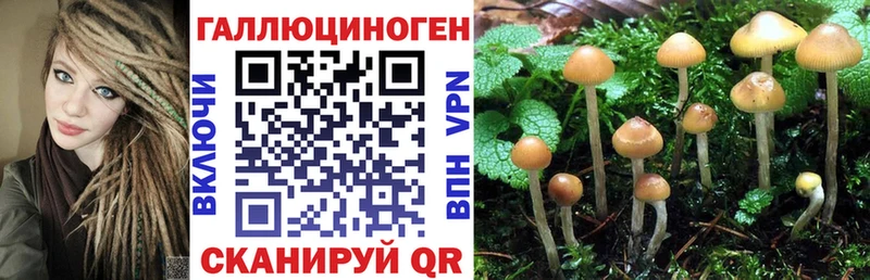 Псилоцибиновые грибы Psilocybine cubensis закладки KRAKEN ССЫЛКА Балтийск
